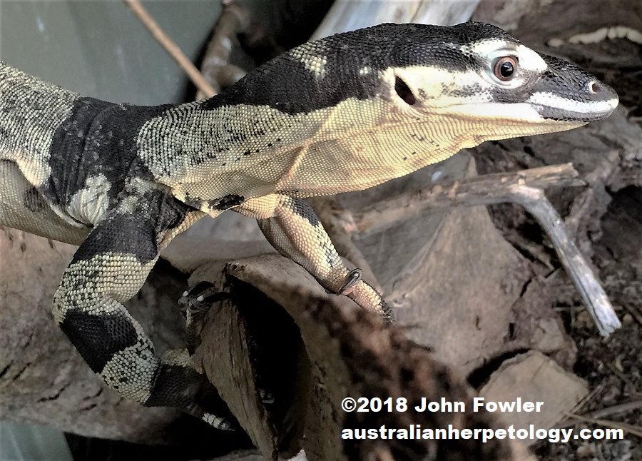 "Bell's" or banded phase of Lace Monitor Varanus varius 